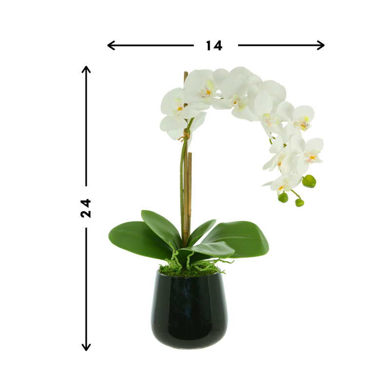 Orchid Arrangement in a Glass Vase with Orchid Leaves and Moss