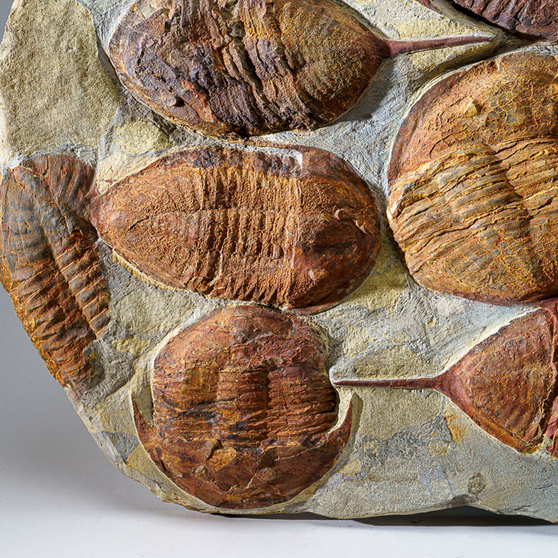 Genuine Cluster Trilobite (Ptychopariida) Fossil On Matrix