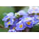Koschig Blue Primrose - Wrapped Canvas Print