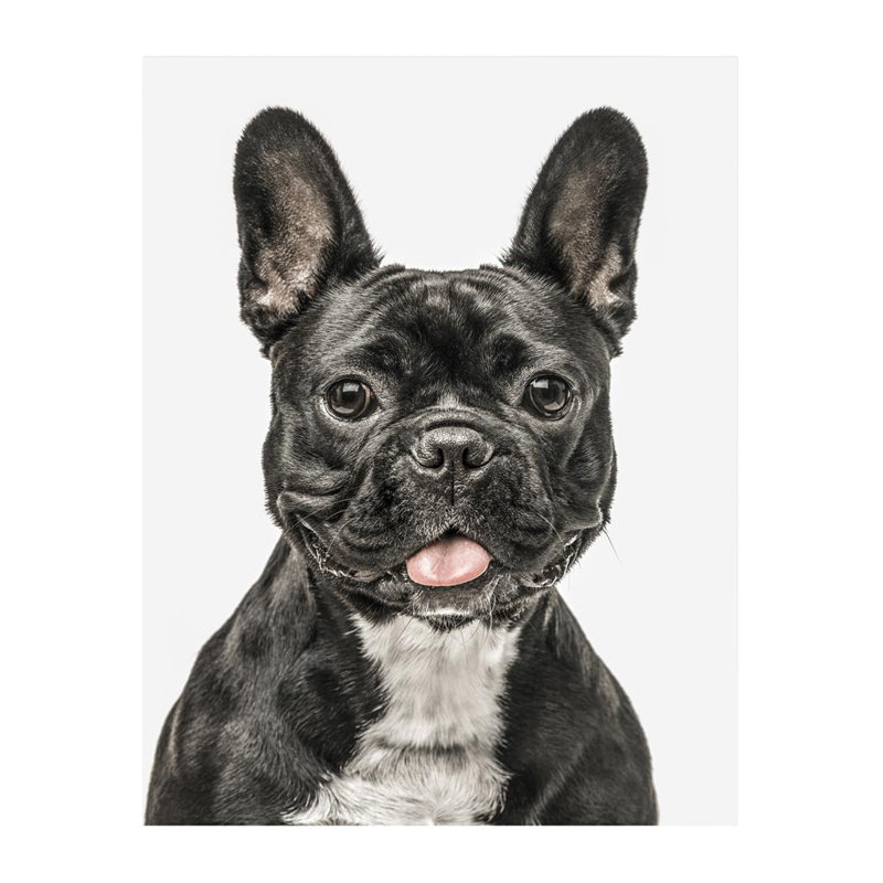 Photogenic Dog Scandi - Single Picture Frame Print, Bevelled Wood Effect, 136.652 cm H x 111.252 cm W