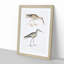 Snipe Bird Illustrations by John Edward Gray - Picture Frame Painting Print-55618858-55618857