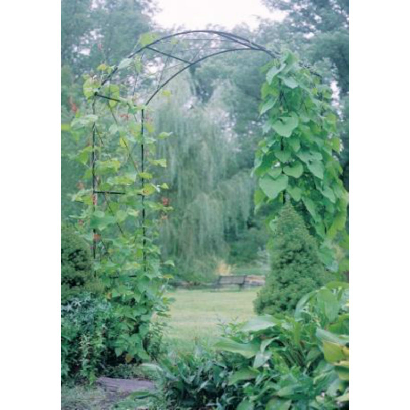 152cm W x 53cm D Steel Arbour in Black