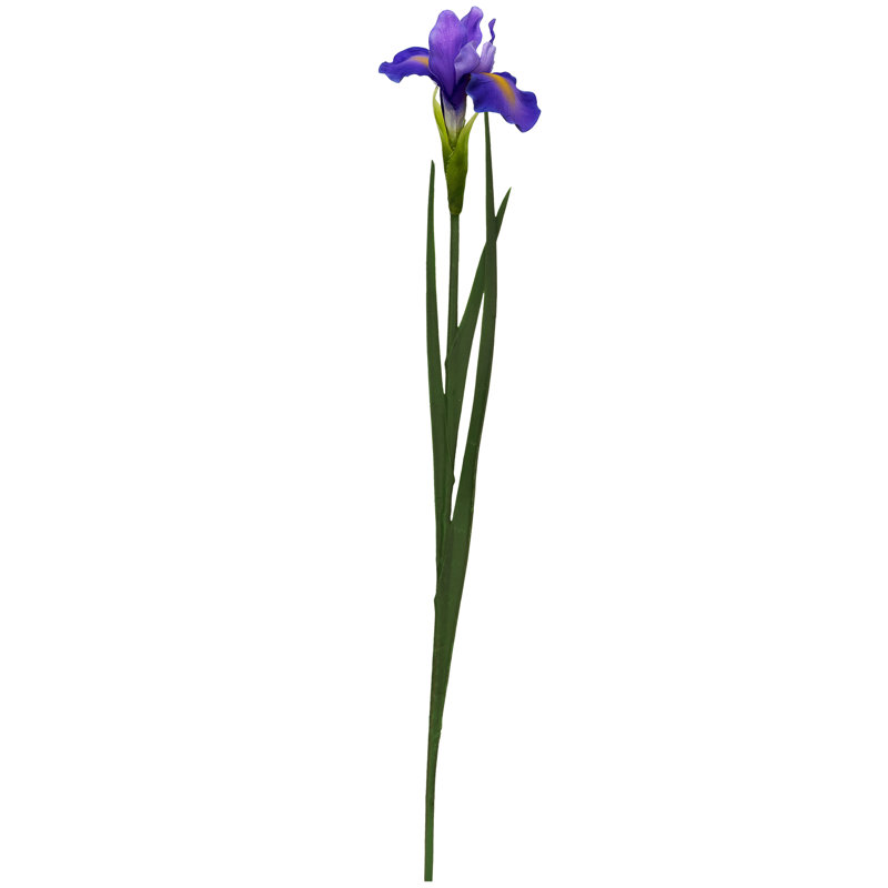 Iris Stem - 24.5 Inches Set Of 12