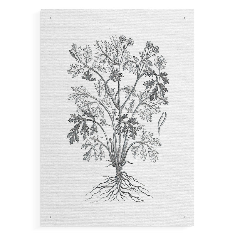 B&W Plant Specimen II -Canvas Print Only - NOT FRAMED, 18" H x 12" W