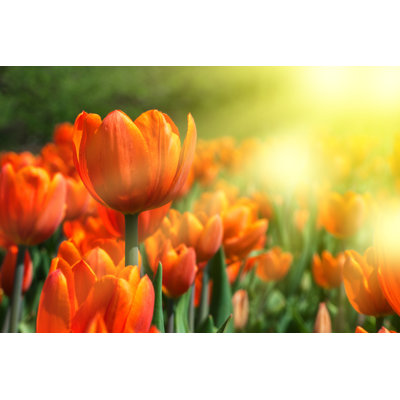" Orange Tulips "