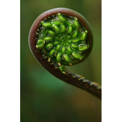 Spiral Fern - photographie sur toile tendue