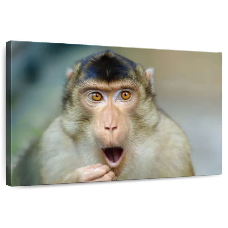 Brampt Monkey I, 30" H x 45" W