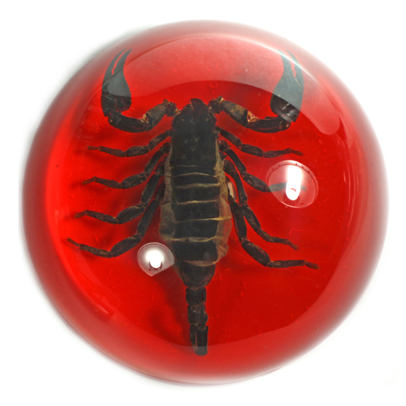 Presse-papiers en dôme pursel Scorpion