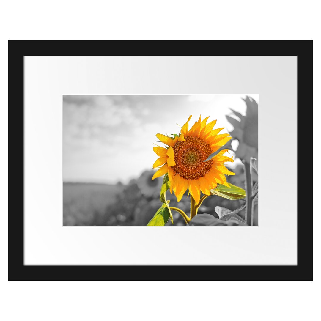 Gerahmtes Poster Nahaufnahme einer Sonnenblume