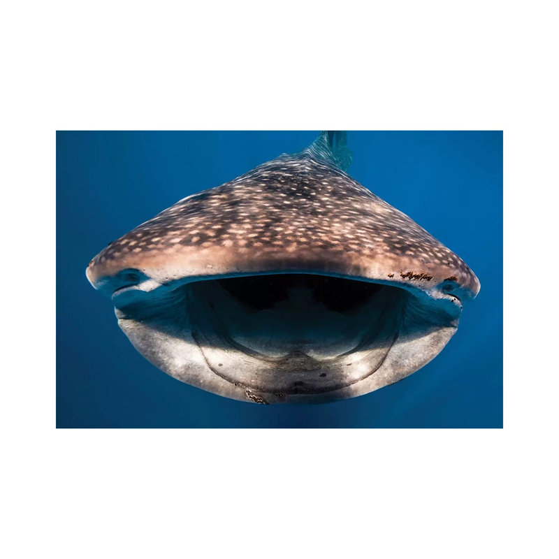Whale Shark In Isla Mujeres, Mexico I by Jennifer Idol - Wrapped Canvas Print, 20.32 cm H x 30.48 cm W