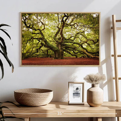 Charleston Angel Oak Tree