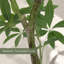Arbre à monnaie artificiel Costa 84" en pot de pépinière noir, Pachira aquatica tropical