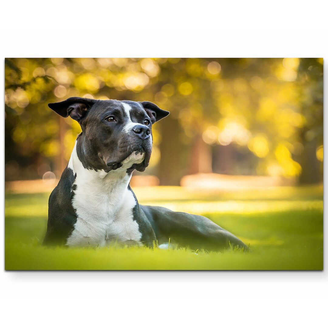 Leinwandbild American Staffordshire Terrier im Park