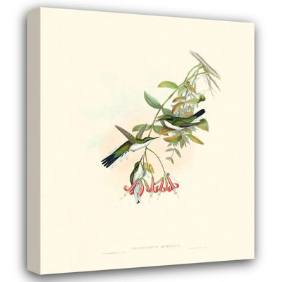 Red Barrel Studio® Gould, John Gallery Wrapped Canvas Art Titled: Hummingbird Delight V