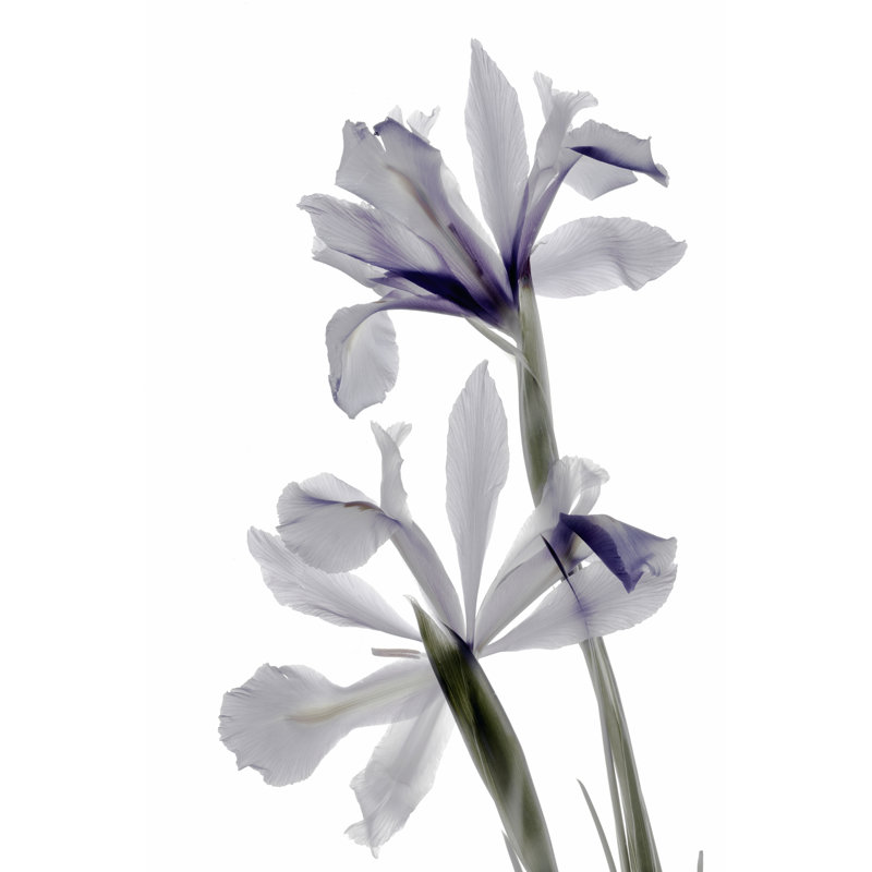 Xray Iris - Wrapped Canvas Painting, 76cm H x 51cm W x 3.8cm D