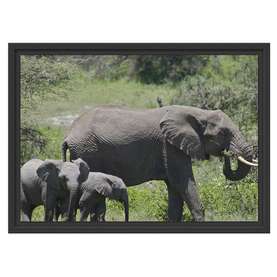 Gerahmter Fotodruck Zugvogel-Familie