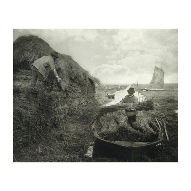 «Ricking the Reed» par Peter Henry Emerson - Impression giclée, H 16 po x l 20 po