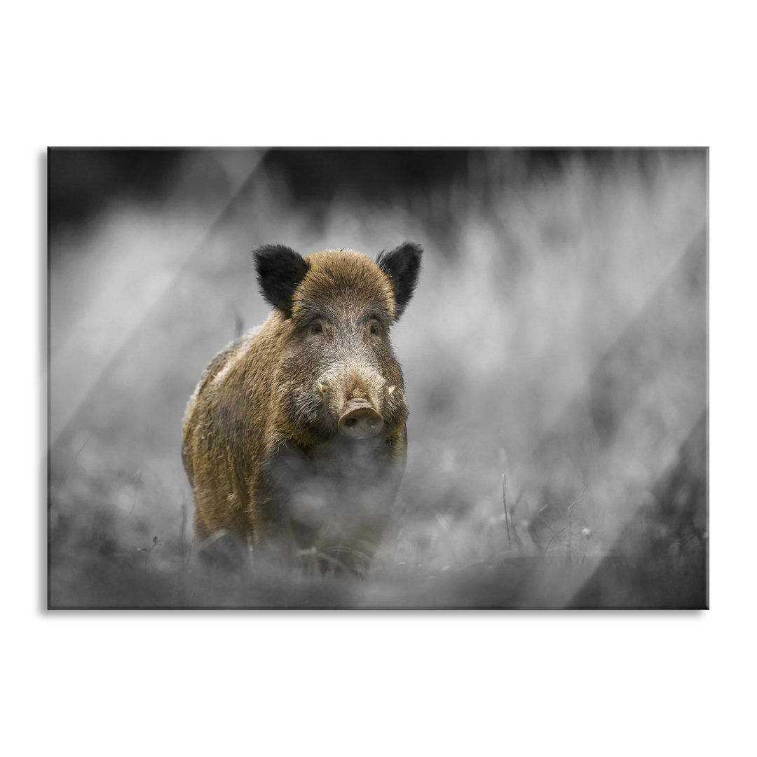 Glasbild Einsames Wildschwein im Wald