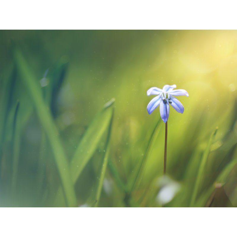 Revival par Scott Norris - photographie, H 24 po x l 32 po, Toile tendue