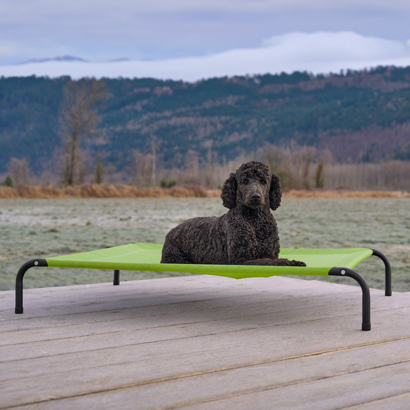 Elevated Cot Pet Bed, Green, 8" H x 36" W x 49.5" D