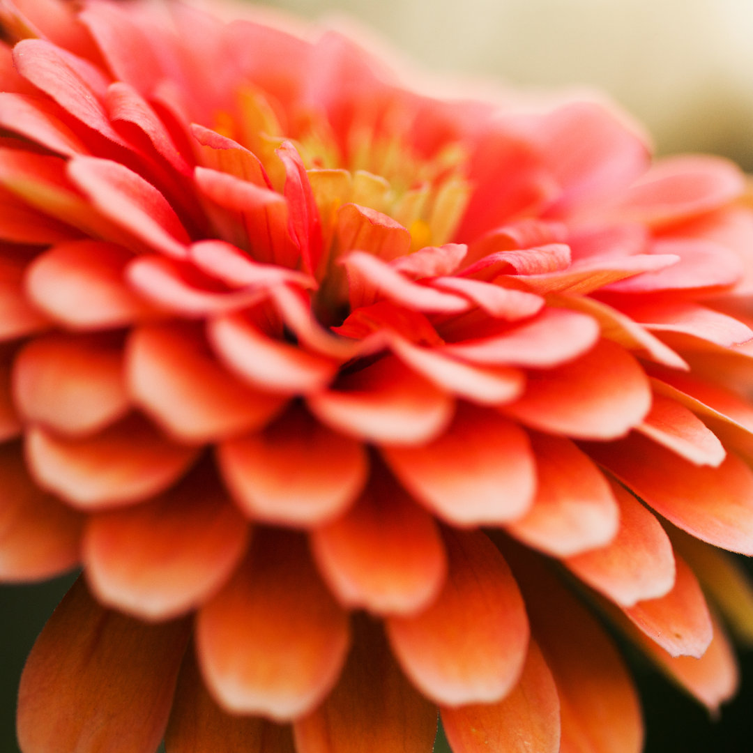 Orange Pink Zinnia von Andipantz - Kunstdrucke auf Leinwand