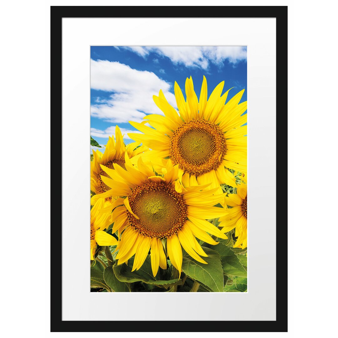 Gerahmtes Poster Sonnenblumenwiese unter Himmel