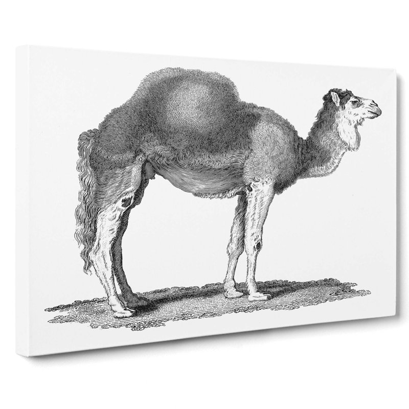 Arabian Camel in Black and White by George Shaw - Wrapped Canvas Drawing Pint - Wrapped Canvas, 50cm H x 76cm W x 3cm D