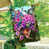 Oiseaux violets/turquoises/bruns