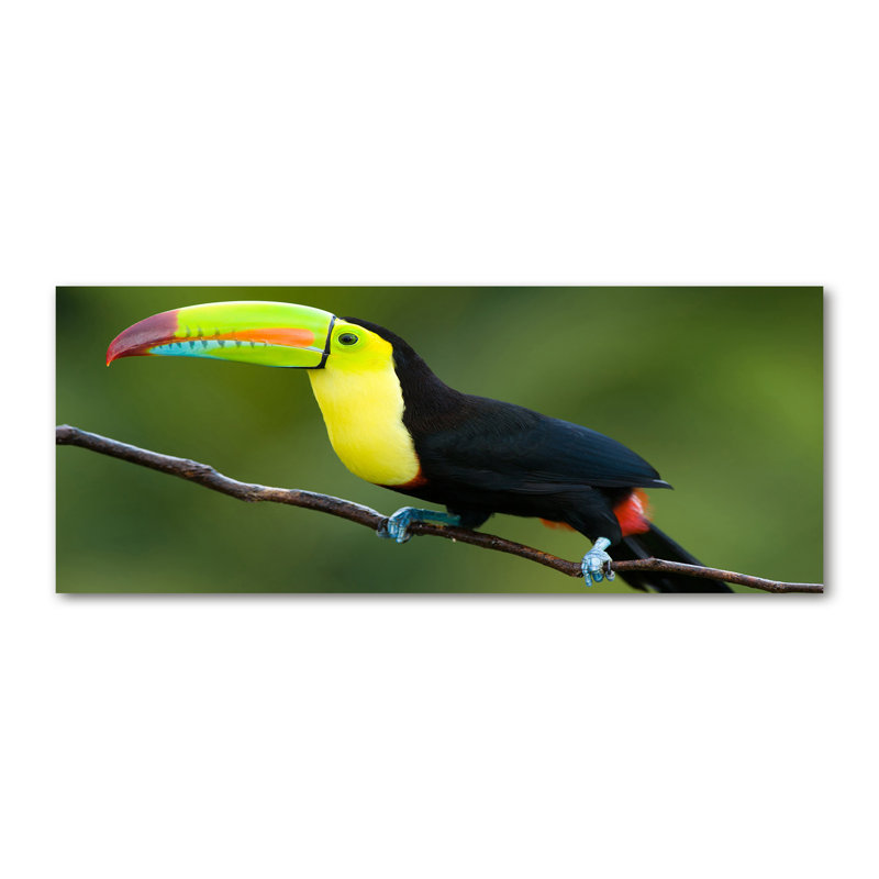 Toucan - Wrapped Canvas Print