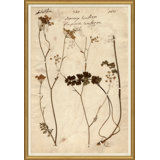 Herbarium 1 Giclee Print by Soicher Marin Archives