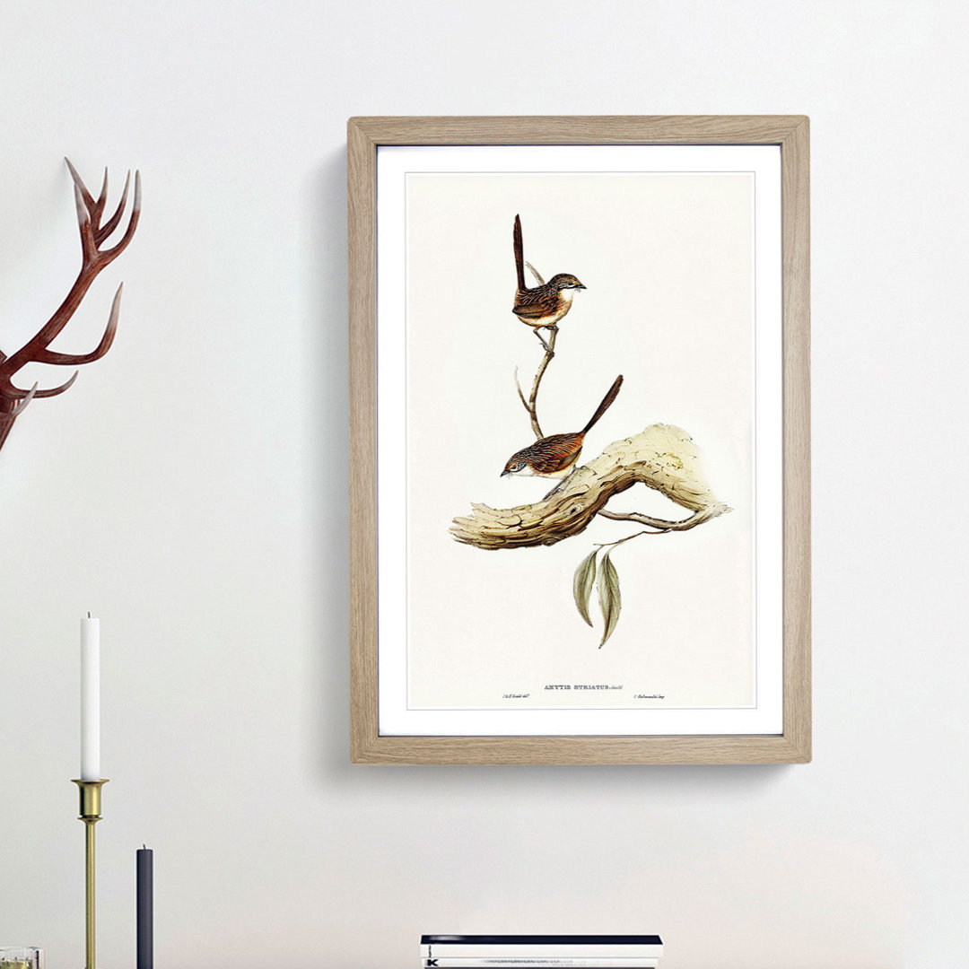 Striated Wrens by Elizabeth Gould - Framed Print