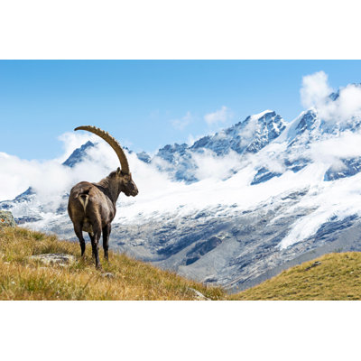 Bouquetin des Alpes - photographie sur toile tendue
