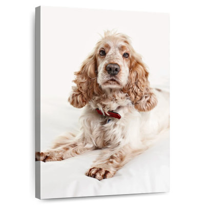 Resting Cocker Spaniel