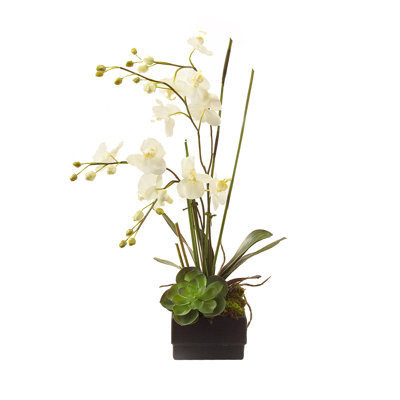 Orchidée phalaenopsis