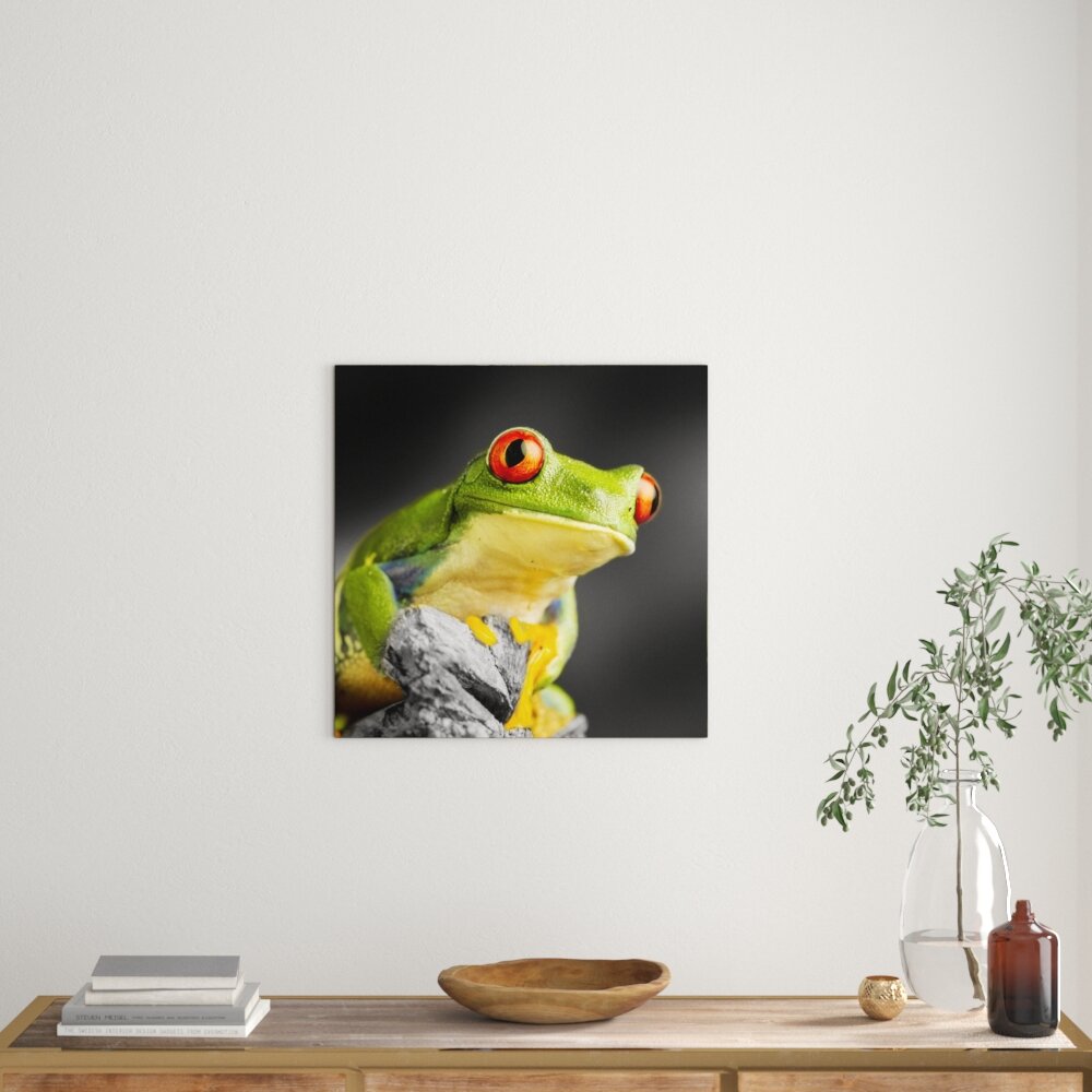 Leinwandbild Schöner Rotaugen Frosch