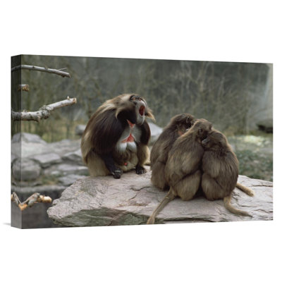 " Central Ethiopia 'Gelada Baboon Group With Male Calling' "