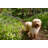 Dog by Nailzchap - No Frame Art Prints on Canvas-49449760