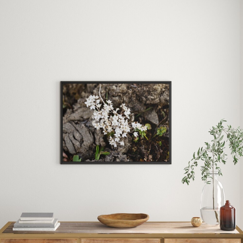 Gerahmtes Wandbild kleine weiÃŸe Sternblumen