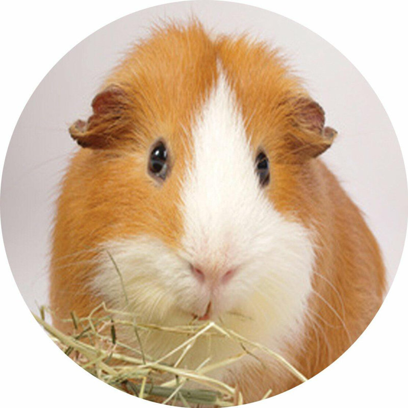 Piece Coaster, Guinea Pig