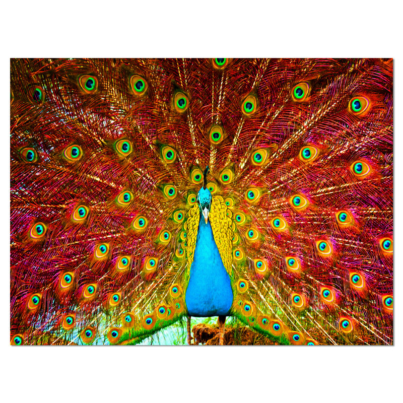 « peacock danse », reproduction d’impression sur toile tendue encadrée, H 8 po x l 12 po x P 1 po, Toile tendue
