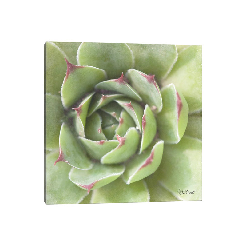 Garden Succulents II by Laura Marshall - Wrapped Canvas Print, 30.48 cm H x 30.48 cm W