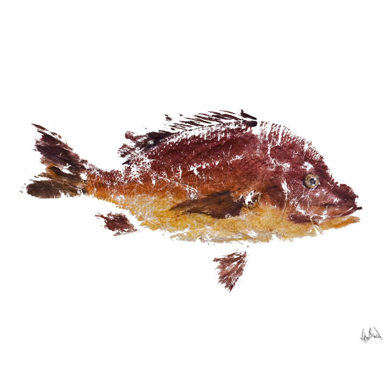 Red Fish I By John Beard - Gallery Wrapped Canvas Print Print by John Beard, 24" H x 30" W x 3" D, Wrapped Canvas