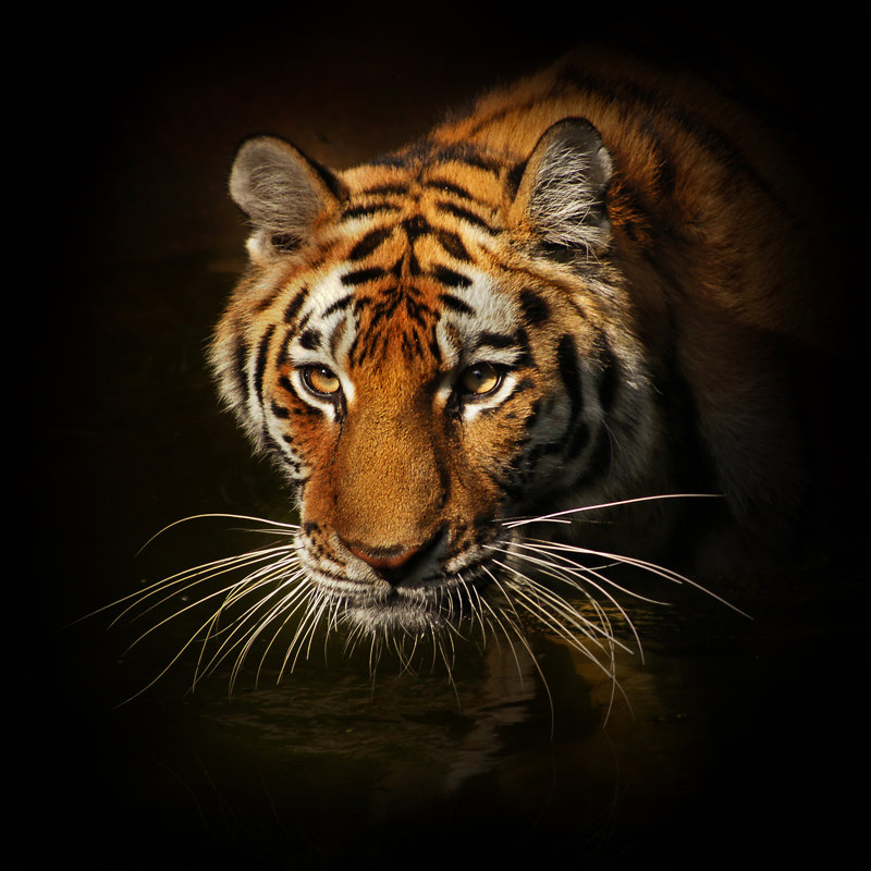 No Frame Print on Glass, 80 cm H x 80 cm W x 1.5cm D