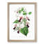 Purple Bell Vine Flowers - Framed Print-55616524-55616527