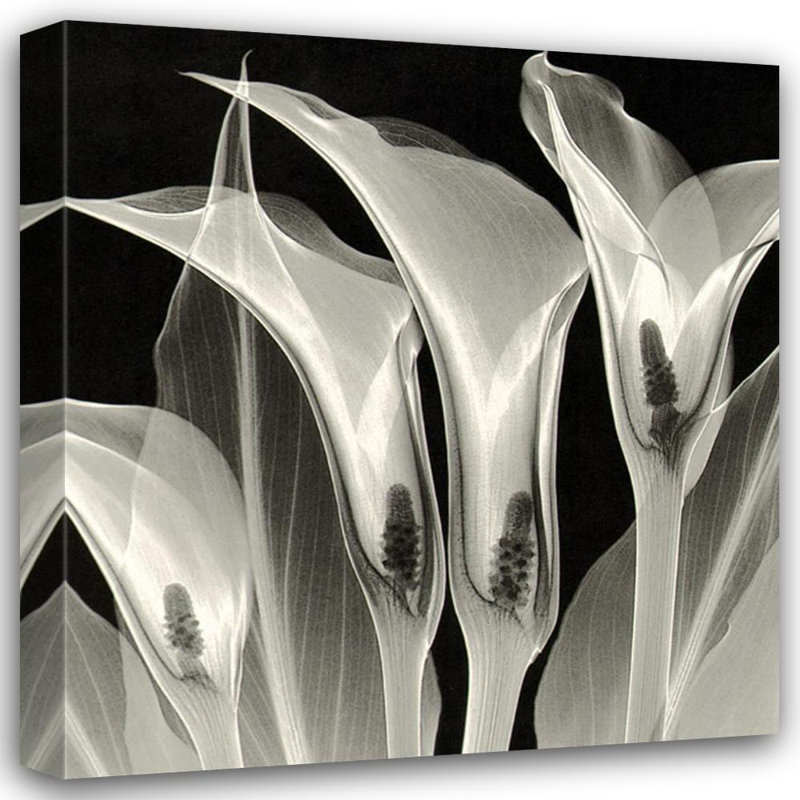 Quatre Callas # 3, H 21 po x l 20 po