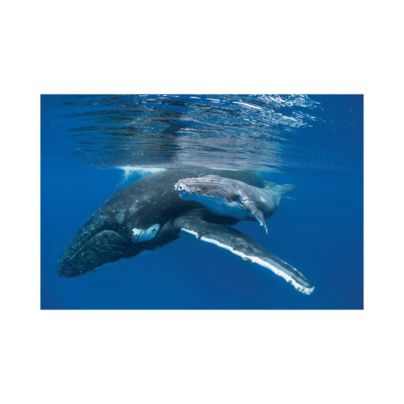 Humpback Whale Mother With Four Day Old Calf, Tonga by Suzi Eszterhas - Wrapped Canvas Gallery-Wrapped Canvas Giclée