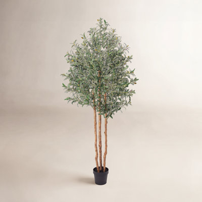 Ashwell Olive Tree in Pot
