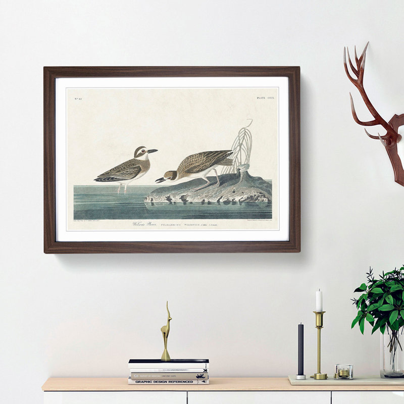 Wilsons Plover Birds by John James Audubon - Picture Frame Painting Print on MDF, Walnut Framed, 27cm H x 36cm W x 2cm D