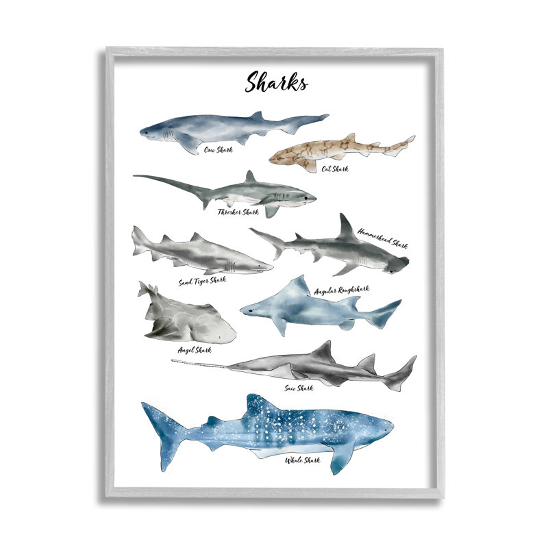 Nautical Shark Chart Watercolor Marine Animals by Ziwei Li - Graphic Art, Farmhouse Gray Framed Giclee