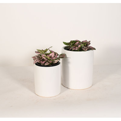 Upshining Live Foliage Plant in Ceramic Pot
